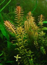 Image result for Rotala fontinalis