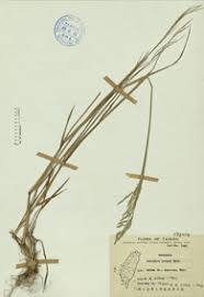 Image result for Eriochloa procera