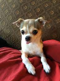 Awwwwww Chihuahua Love Cute Animals Pet Birds