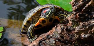 tortuga de florida macho o hembra - Exóticos 