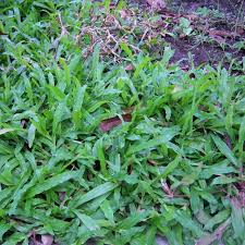 Image result for Axonopus flexuosus