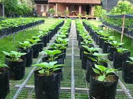 Perlu diketahui bahwa tanaman yang tergolong dalam famili leguminosa merupakan tanaman sayuran yang dapat memulihkan kandungan nitrogen yang ada. Cara Budidaya Kacang Hijau Di Polybag Bibit Online