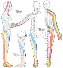 The tibia (also called the shinbone) is located near the midline of. Dermatome Anatomy Wikipedia