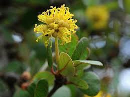 Image result for Cephalocroton mollis