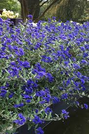 Image result for Indigofera filipes