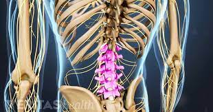 The bones of the back, together, make up the vertebral column. Understanding Lower Back Anatomy