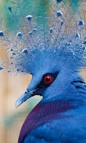 Crazy Birds Bird Crafts Kids Birds Birds Of Paradise Birds Of Funny Birds Birds On For The Birds Bird Diy Art Beautiful Birds Colorful Birds Animals Beautiful