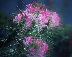 My favourite flower quotes and verses. Spider Flower The Flower With A Distinctive Display Cgtn