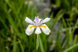 Check spelling or type a new query. Shop White African Iris For Sale Buy Shrubs Online Perfect Plants