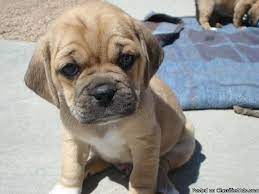 Puggle Pup Puggle Puppies Puggle Puppies For Sale Puppies