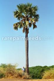 Image result for Borassus aethiopum