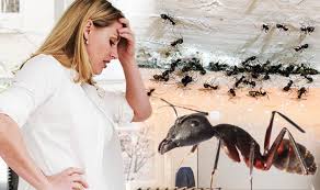 15 cara mengusir semut yang ampuh agar tidak datang lagi1. Cara Mengusir Semut Dari Rumah Namira House