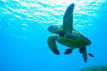 Snorkeling wth Turtles - Review of North Shore, Oahu, HI - TripAdvisor