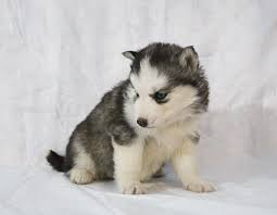 Puppies For Sale Near Me Find Your Puppy Vip Puppies Siberian Husky Husky Puppies For Sale Siberian Dog