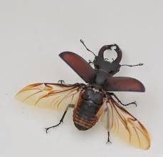 Hirschkafer Hirschkafer Desert Insects Bugs And Insects Beetle Art