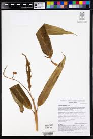 Image result for Aframomum spiroligulatum