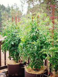 Check spelling or type a new query. How To Grow Tomatoes In Pots Even Without A Garden Garden Betty