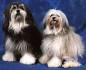 Lowchen Dog Breed Information, Pictures, Characteristics ...