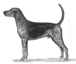 breed standards plott hound united kennel club ukc