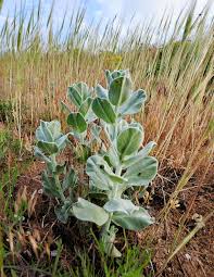 163, agigea, constanta romania, 163, stațiunea zoologică marină agigea 907018, romania. Dunele Marine De La Agigea Peterlengyel