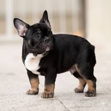 Yeast can affect a dog's ears, tail, mouth, paws and the skin near genitals. French Bulldog Tail Pocket Infection How To Heal It French Bulldog Breed