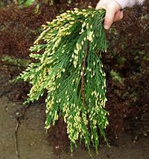 Cedar tree incense ropes make a perfect gift to yourself and to others, encouraging you to pause and take a moment to unwind. Cedar Incense Calocedrus Decurrens Tree In A 9 Inch Deep Pot Organic Strictly Medicinal Seeds