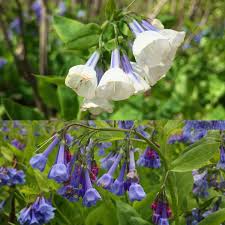 Purple flowers symbolize a lot of great things in life such as dignity, success, and even pride. Spring Wildflowers And Where To Find Them In Northern Virginia
