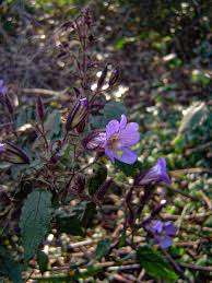 Image result for Mimulopsis