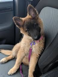 Tersedia berbagai pilihan anakan anjing herder german shepherd, ada juga yang remaja dan dewasa. This Girl Is The Master Of Head Tilts Cutest Puppy Ever Baby Animals Cute Animals