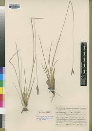 Image result for Andropogon amethystinus