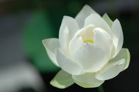 Flowers carry several symbolic meanings for each arrangement. White Lotus Flower Meaning As Symbol Of Hope Strength Resilience Flower Meanings White Lotus Flower Lotus Flower Meaning