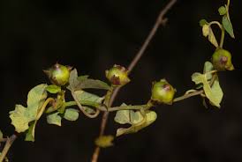 Image result for Merremia