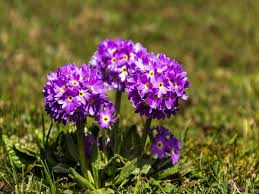 I personally visited yumthang valley four times in different seasons and i love all seasons there. Top 5 Enchanting Flower Valleys In India Nativeplanet