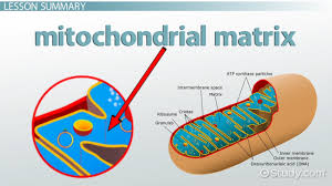 A single cell may be a complete organism in itself, such as a bacterium, or it may acquire a specialized function, becoming a building block of a multicellular organism. Mitochondrial Matrix Definition Function Video Lesson Transcript Study Com