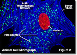 We did not find results for: Molecular Expressions Cell Biology Animal Cell Structure Peroxisomes