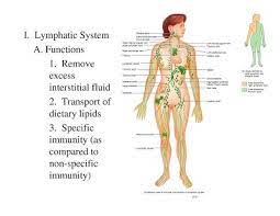 Maple Springs Farm How To Clean The Lymph System Lymph System Lymphatic System Lymphatic