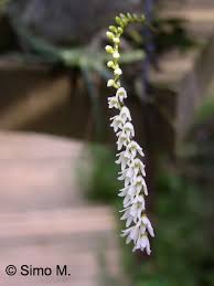 Image result for Bolusiella