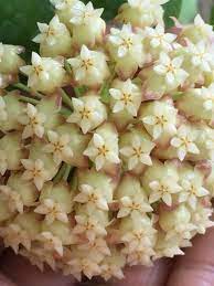 Hoya Incrassata Moon Shadow Pretty Flowers With Citrus Scent Flower Seeds Garden Plants Hoya Plants