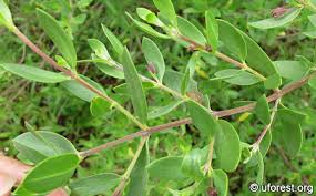 Image result for Pemphis