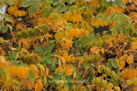 Image result for Indigofera ischnoclada