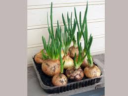 Scallion seeds should be planted in the fall to get a head start on growing before spring arrives. How To Grow Green Onions In Kitchen Boldsky Com