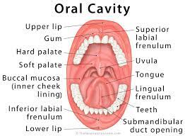 Oral Cavity Definition Anatomy Functions Diagram