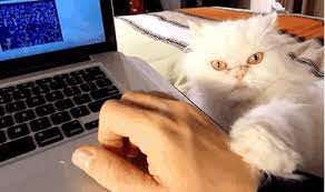 15 Cats Who Just Want You To Pet Them Already Pets Cats Cute Funny Animals