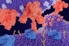 Explore literature, identify clinical trials, and compounds used in them. Ace2 Der Sars Cov 2 Rezeptor Biomol Blog Ressourcen Biomol Gmbh Life Science Shop