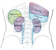 Pin On Anatomiya