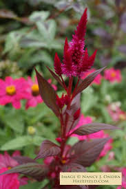 Pin On Garden Goodness