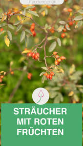 12 Straucher Mit Roten Beeren In 2020 Straucher Garten Hagebutte Pflanzen Pflegeleichte Pflanzen