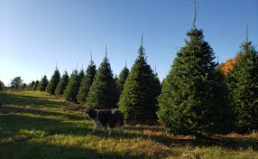 Maybe you would like to learn more about one of these? Ben And Molly S Christmas Tree Farm South China Maine