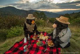 Image result for blue ridge parkway picnic area