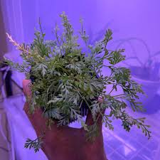 Image result for Asplenium mannii